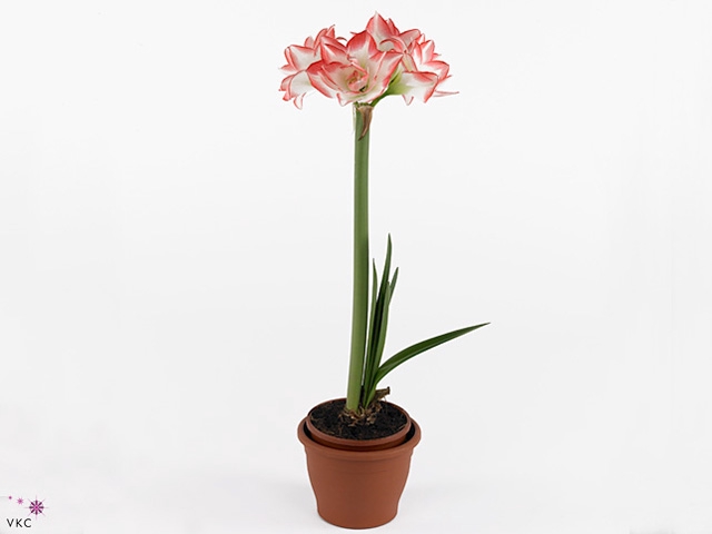 Hipp 2 bl Blossom Peacock