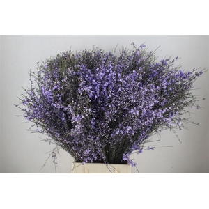 Ginster 400gr Milka P Bunch