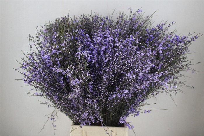 <h4>Ginster 400gr Milka P Bunch</h4>