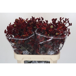Anigozanthos Early Spring