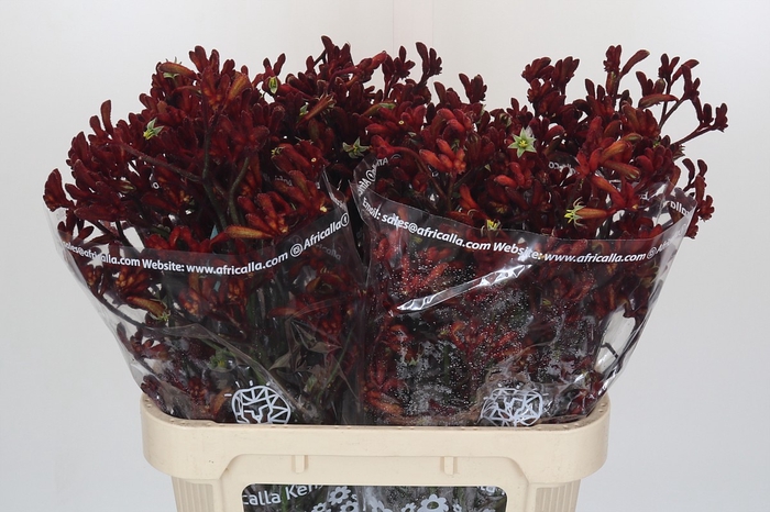 <h4>Anigozanthos Early Spring</h4>