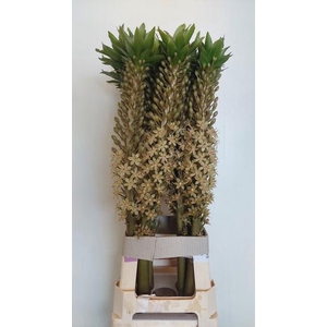 EUCOMIS OV