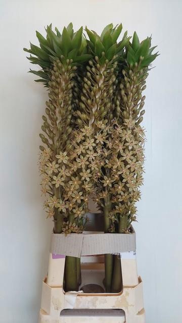 <h4>EUCOMIS OV</h4>