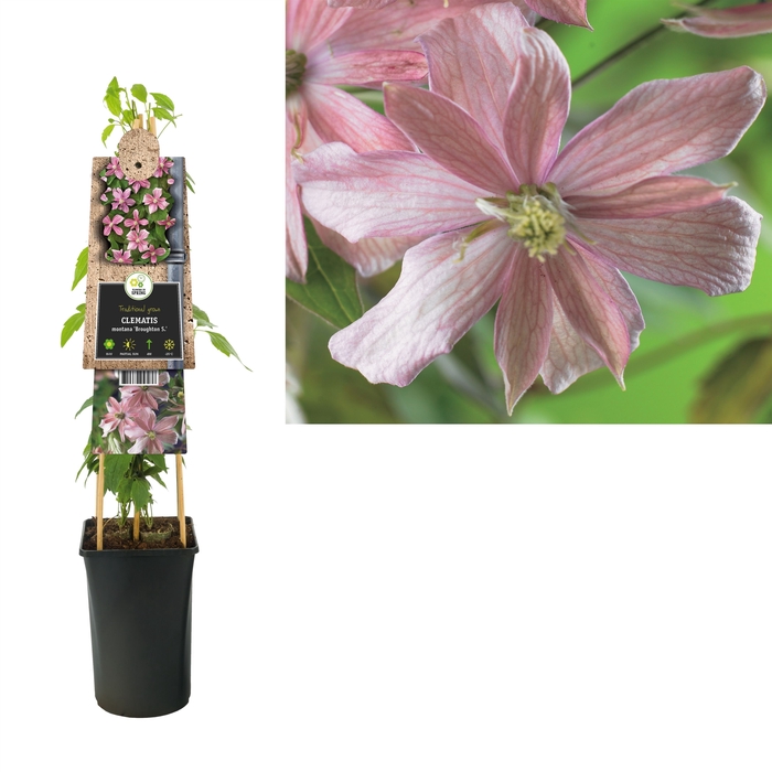 Clematis montana 'Broughton S.' 3.0 label