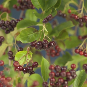 Aronia prunifolia 'Viking' +3.0 label