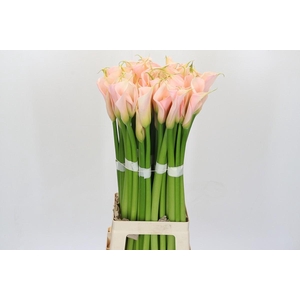 Zantedeschia Eydolls Salmon