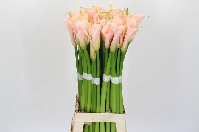 <h4>Zantedeschia Eydolls Salmon</h4>