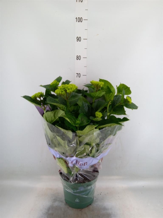 <h4>Hydrangea mac. 'Magical Amethyst'</h4>