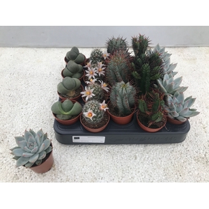 CACTUS + SUCCU GEM