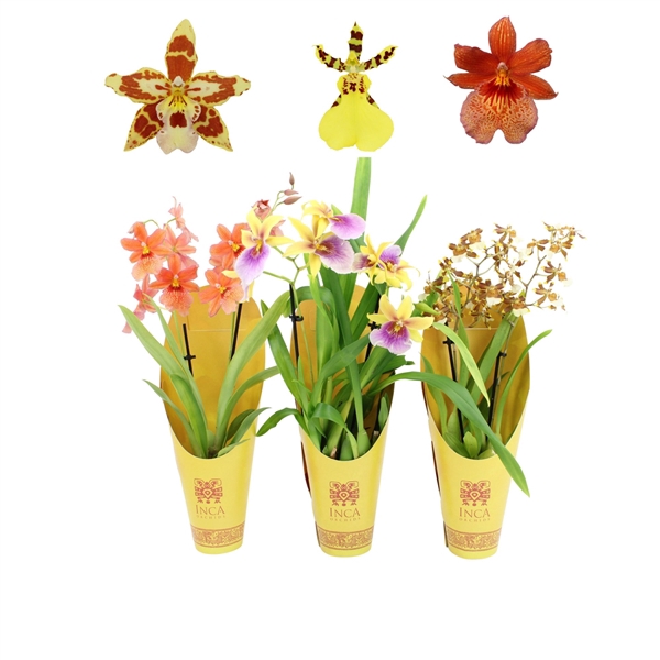 <h4>Inca Orchid Sunny Glow 2 spike mix 9cm in Luxury Cover</h4>