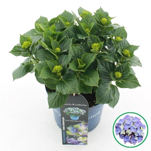 Hydrangea macr. Royalty® 'Lady Mata Hari'® Blauw C3.5 (20cm.) Kn.