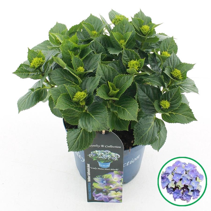 <h4>Hydrangea macr. Royalty® 'Lady Mata Hari'® Blauw C3.5 (20cm.) Kn.</h4>