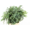 EUC PARVIFOLIA