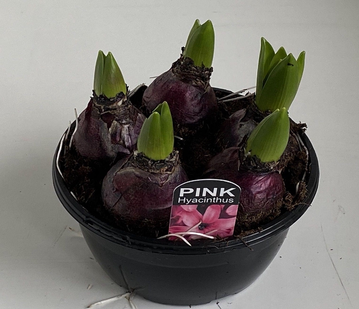 <h4>16 cm Hyacint Pink Pearl in zwarte schaal 5pp</h4>