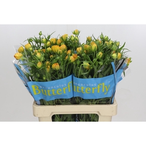 Ranunculus Butterfly Minerva