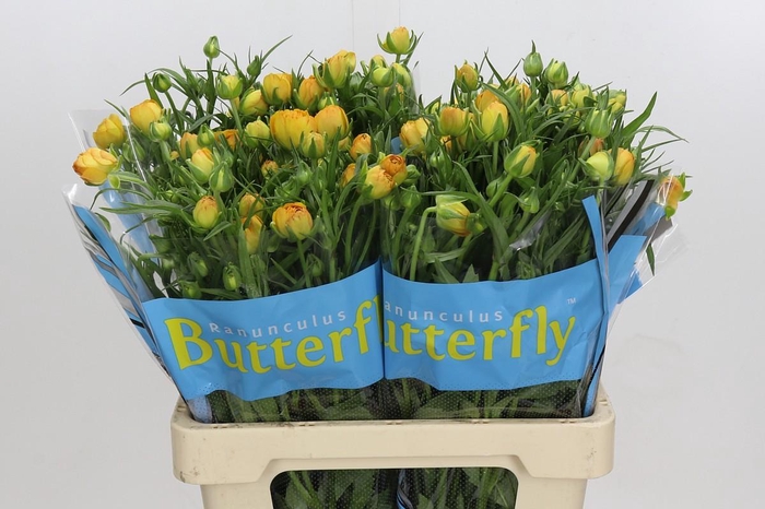 <h4>Ranunculus Butterfly Minerva</h4>