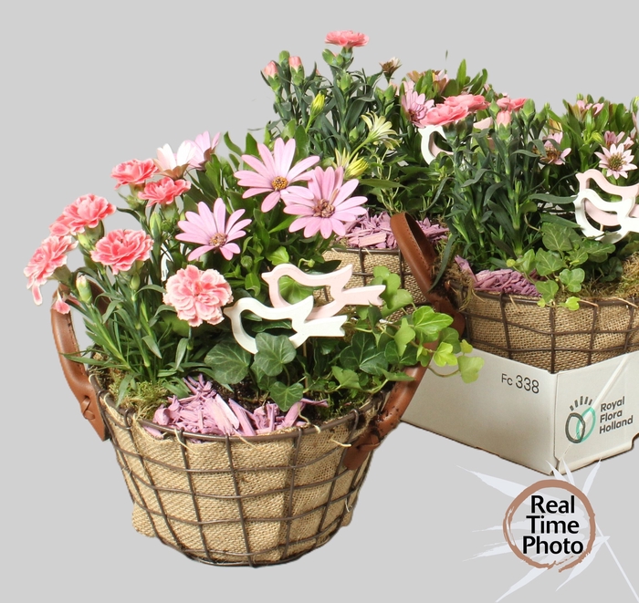 <h4>ARR TUINPLANTEN</h4>