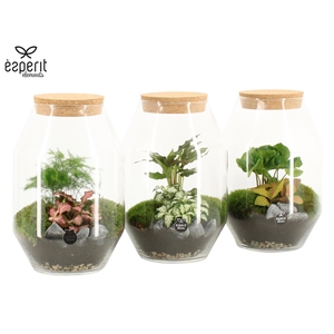 90450: Terrarium arrangement