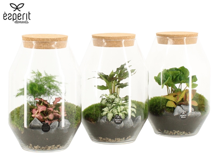 <h4>90450: Terrarium arrangement</h4>