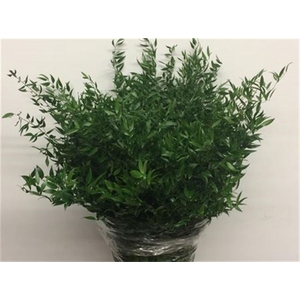 Ruscus Soft Long 4 Stelen