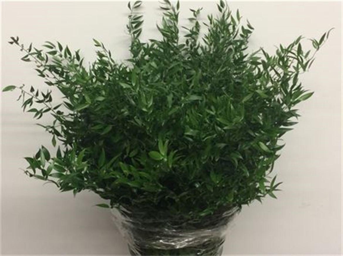 <h4>Ruscus Soft Long 4 Stelen</h4>