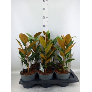 Magnolia grandiflora