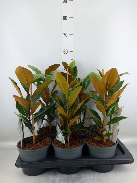 <h4>Magnolia grandiflora</h4>
