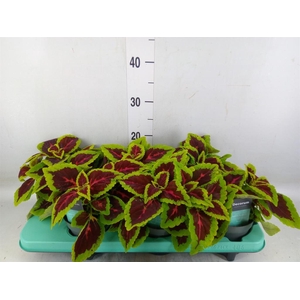 Plectranthus col. 'MSt Alligator A'