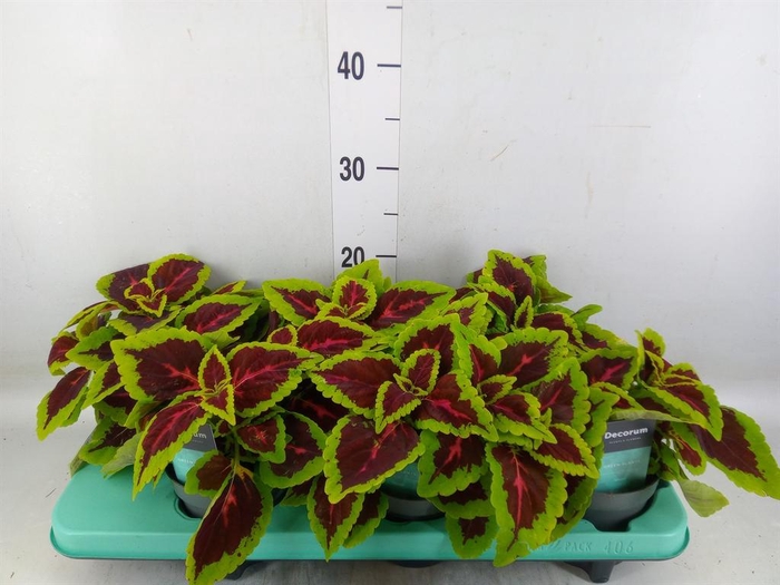 <h4>Plectranthus col. 'MSt Alligator A'</h4>