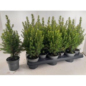 !! PROMO !! PICEA GL MAGNIFIQUE P10