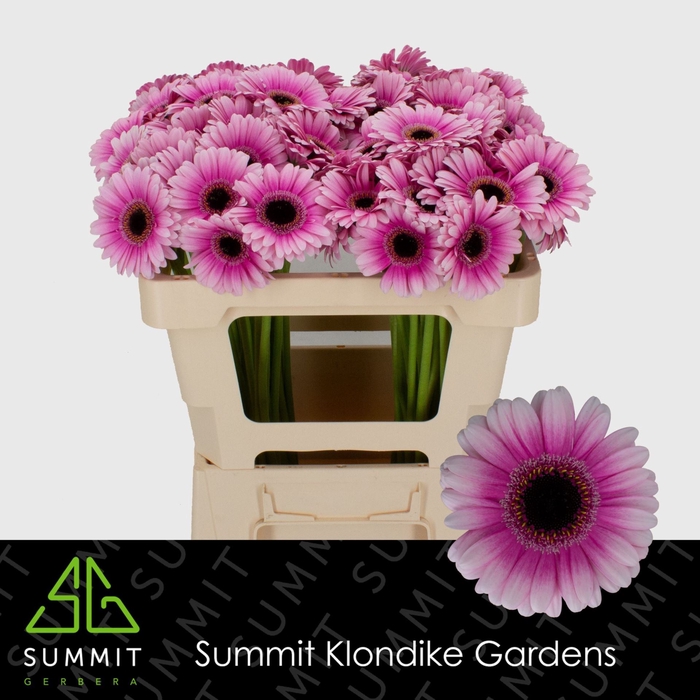 <h4>Gerbera MI 'Leando'</h4>