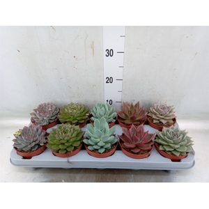 Echeveria   ...mix