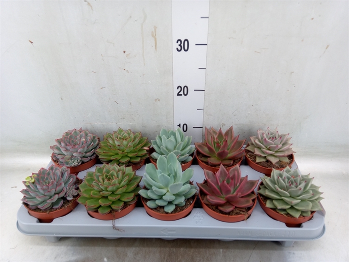 <h4>Echeveria   ...mix</h4>