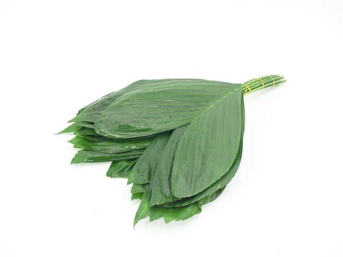 <h4>Cocos Medium 50</h4>