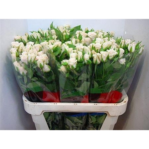 R Tr Royal Porcelina