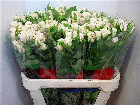 <h4>R Tr Royal Porcelina</h4>