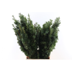 Taxus Groen