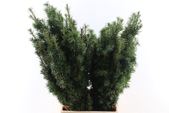 <h4>Taxus Groen</h4>