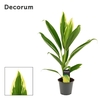 Cordyline New Conga 12 cm ( Decorum )