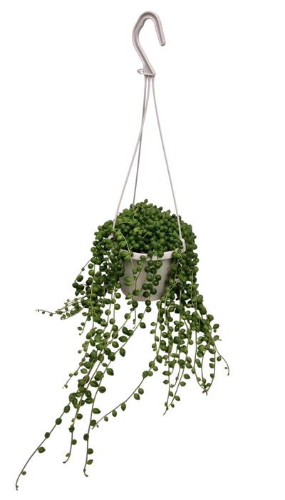 <h4>SENEC ROWLEYANUS</h4>