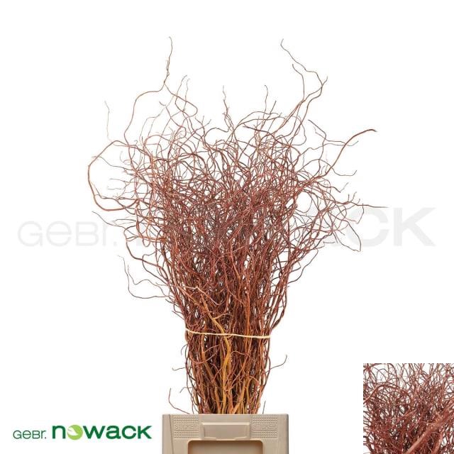 SALIX OVERIG PER BOS