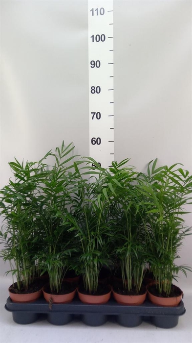 <h4>Chamaedorea elegans</h4>