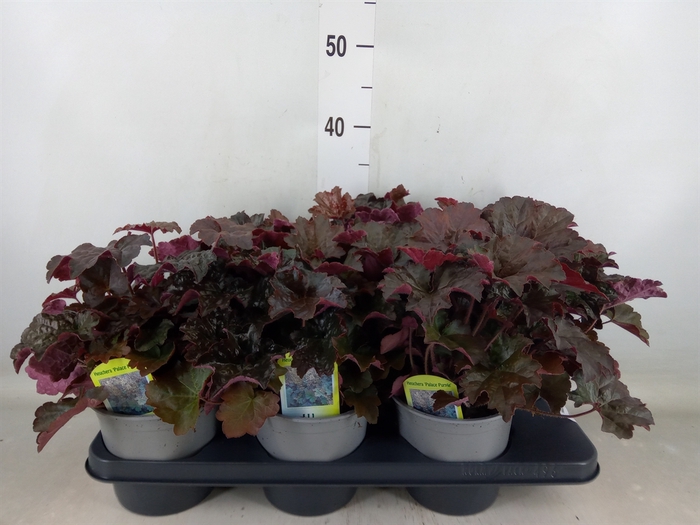 <h4>Heuchera micrantha 'Palace Purple'</h4>