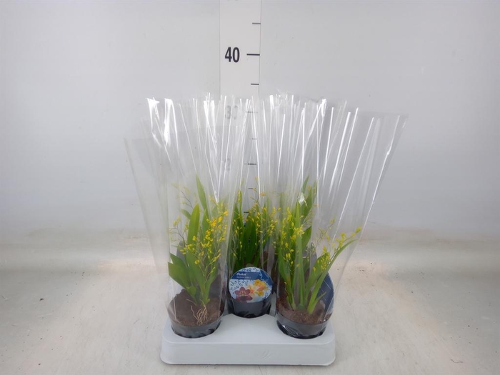 <h4>Oncidium   ...</h4>