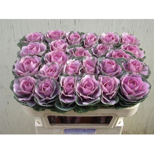 Brassica Crane Pink