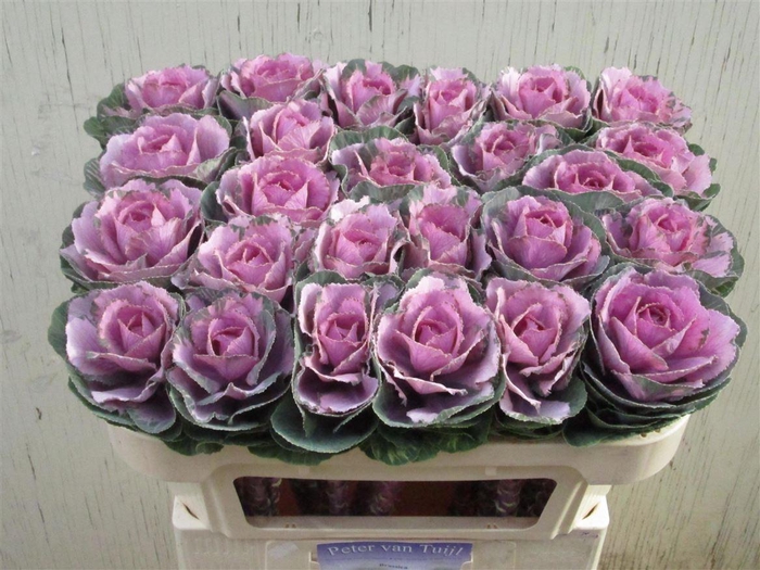 <h4>Brassica Crane Pink</h4>