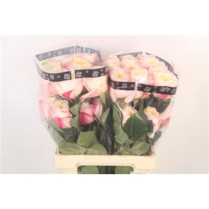 R Gr Ec Fatima Garden