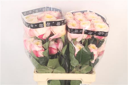 <h4>R Gr Ec Fatima Garden</h4>