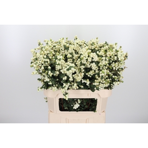 Sympho Mag Lemo Lime