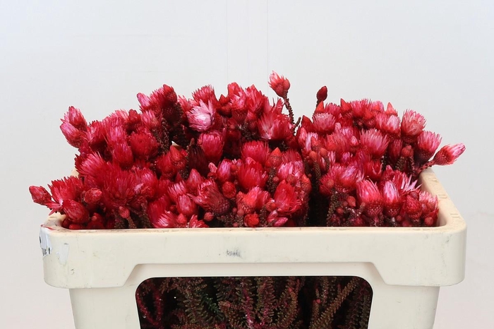 <h4>Kaaps Groen Phaenocoma Red</h4>